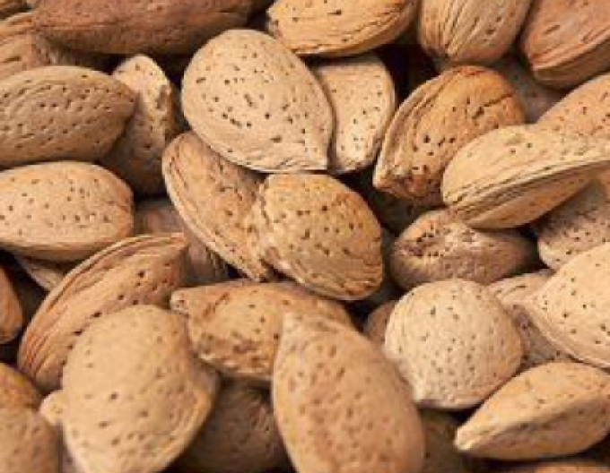 Mandelbaum Vama, Cont. 5l