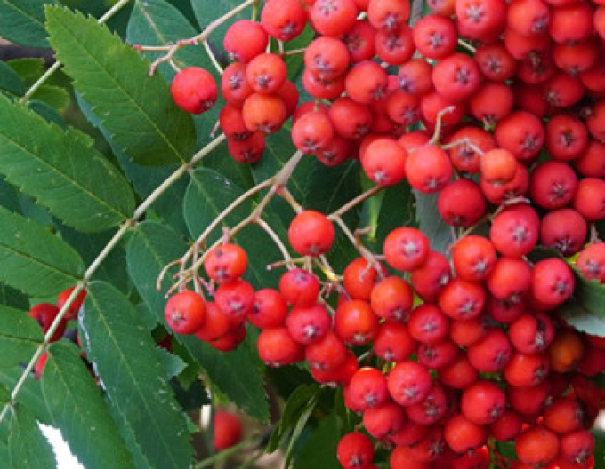 Eberesche "Sladkoplodá Moravská" Stämmchen, Cont. 5l