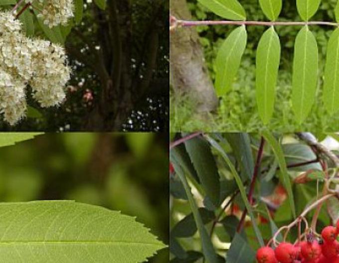 Eberesche "Sladkoplodá Moravská" Stämmchen, Cont. 5l