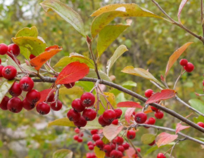 Eberesche "Sladkoplodá Moravská" Stämmchen, Cont. 5l