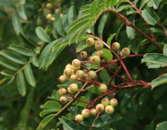 Eberesche "Weiss" Stämmchen, Cont. 5l