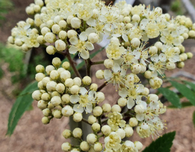 Eberesche "Weiss" Stämmchen, Cont. 5l