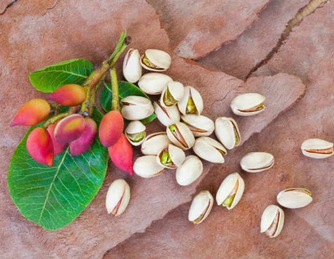 Pistazienbaum Peters männlich