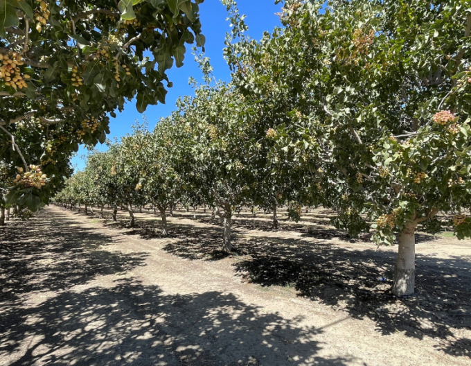 Pistazienbaum Peters männlich