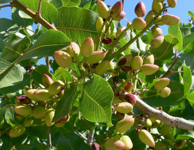 Pistazienbaum Peters männlich