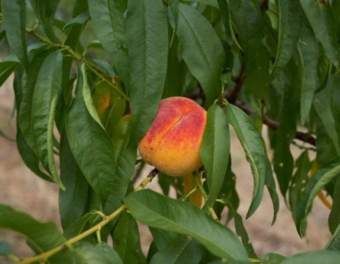 Nektarine Snow Queen auf GF677, Cont. 5l