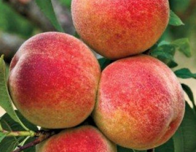 Pfirsich Elberta auf GF677, Cont. 5l
