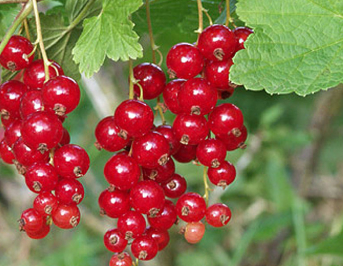 Rote Johannisbeere Rolan