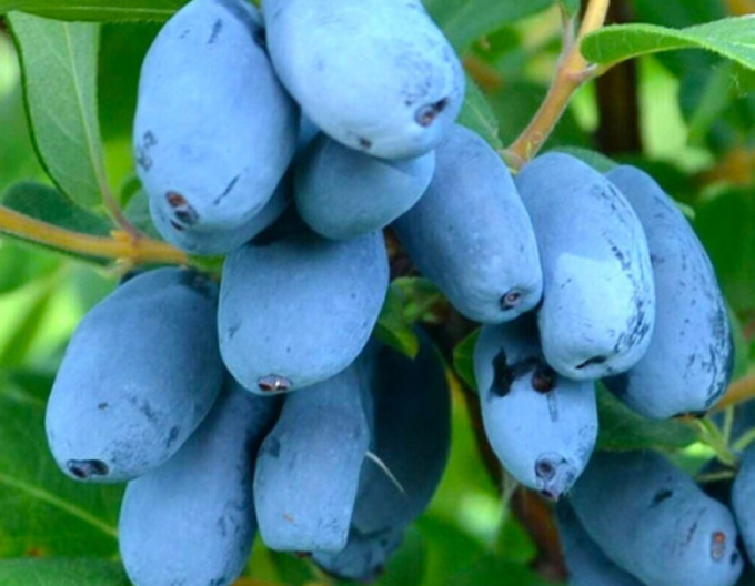 Sibirische Blaubeere ´Giant´s Heart´