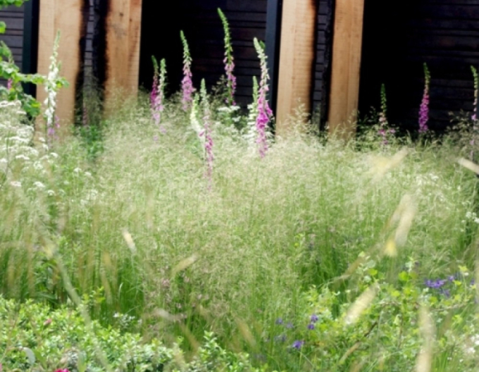 Schmiele Bronzeschleier