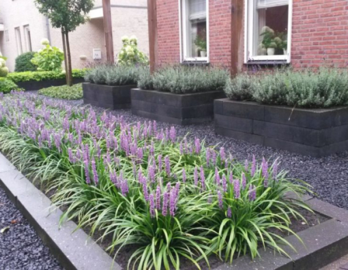 Liliengras Moneymaker