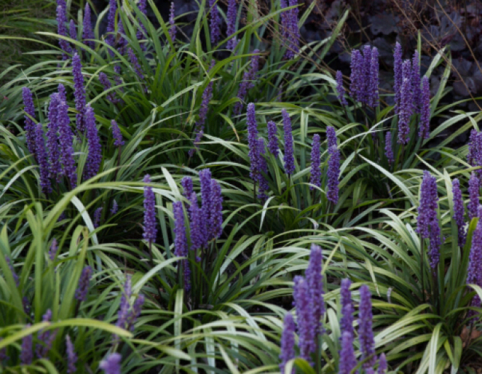 Liliengras Moneymaker