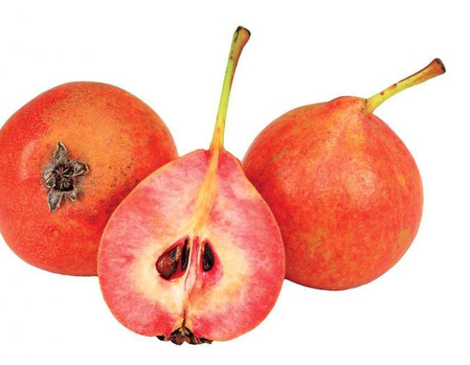 Birne Krvavnička Sommer, sub. Dula, freihändig.