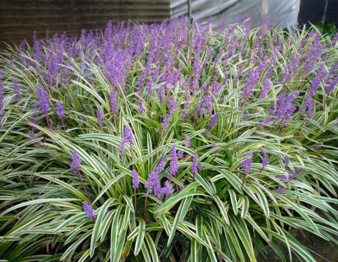 Liliengras Silver Dragon