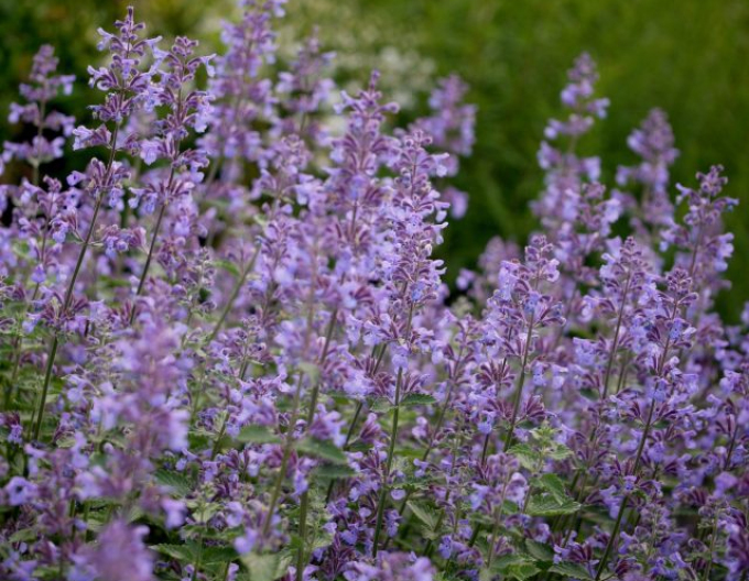 Großblütige Katzenminze Six Hills Giant