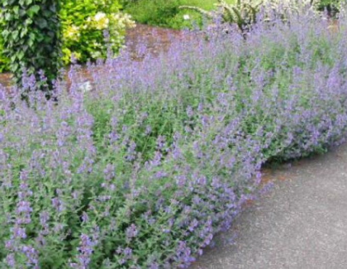 Großblütige Katzenminze Six Hills Giant