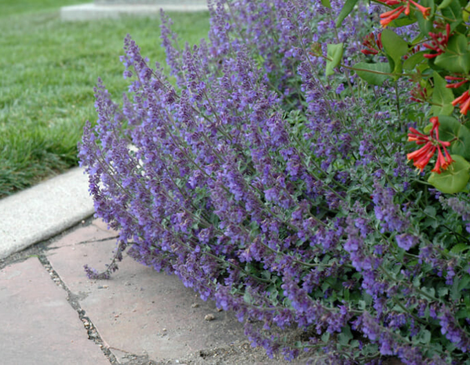 Großblütige Katzenminze Six Hills Giant