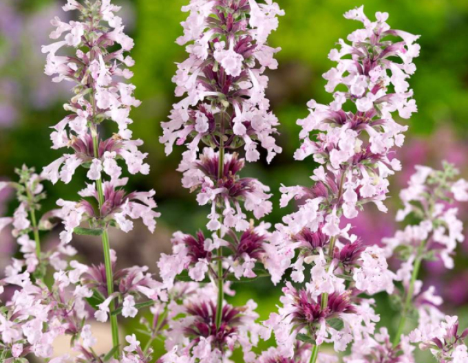 Großblütige Katzenminze Dawn to Dusk