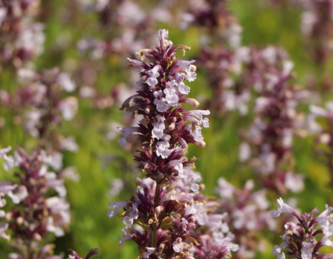 Großblütige Katzenminze Dawn to Dusk