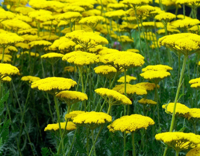 Schafgarbe  ´Skysail Yellow´