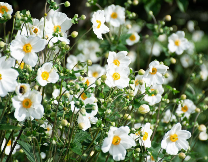 Herbst-Anemone Honorine Jobert