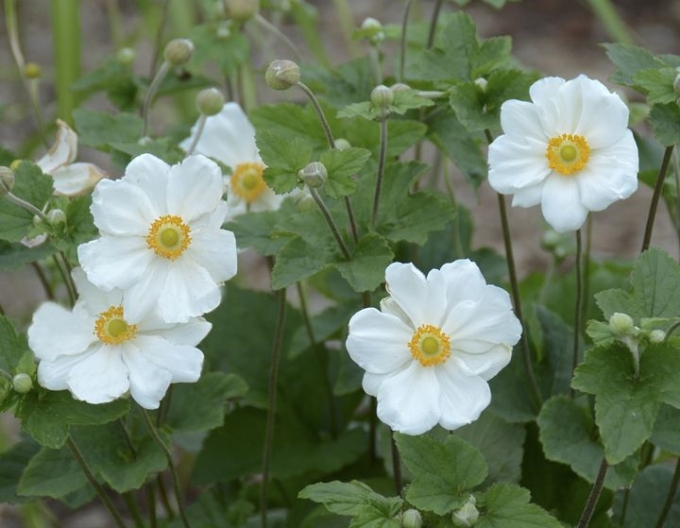 Herbst-Anemone Honorine Jobert
