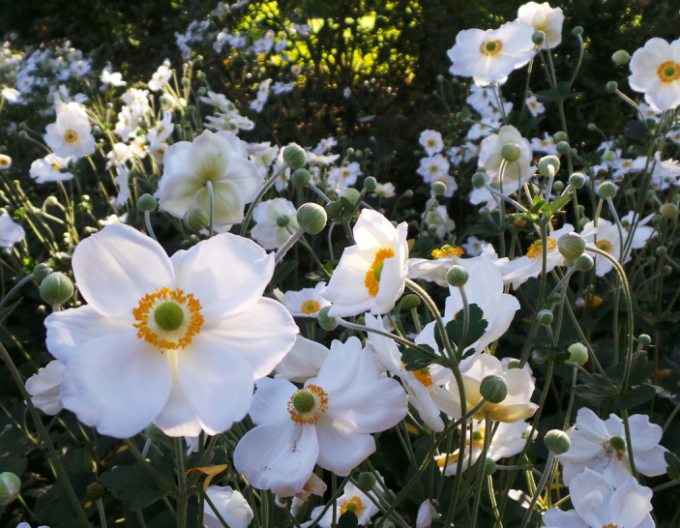 Herbst-Anemone Honorine Jobert