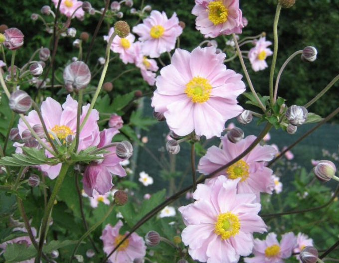 Herbst-Anemone September Charm