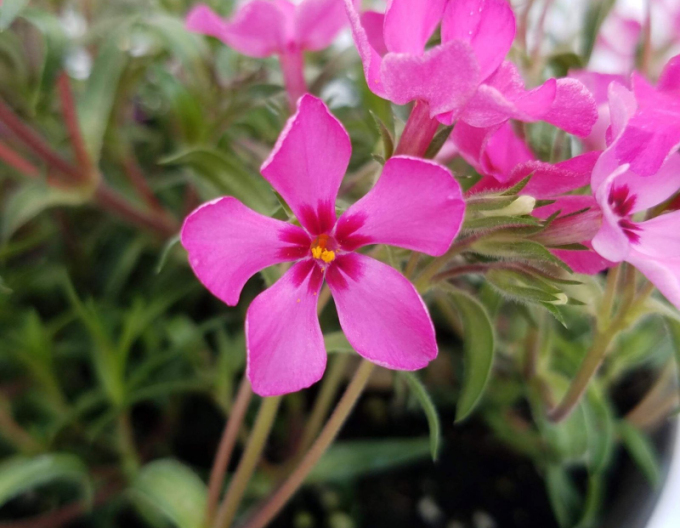 Flammenblume Scarlet Flame