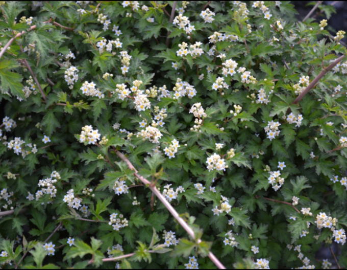 Stephanandra incisa ’Crispa’