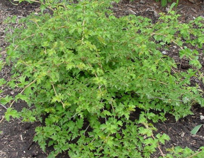 Stephanandra incisa ’Crispa’