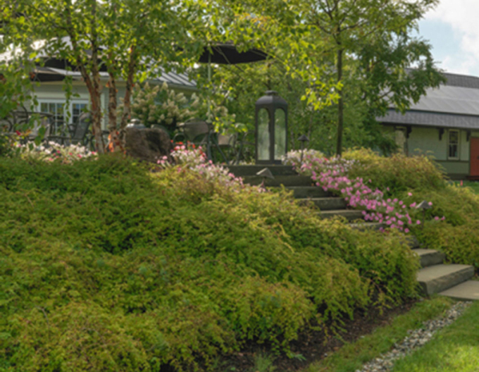 Stephanandra incisa ’Crispa’