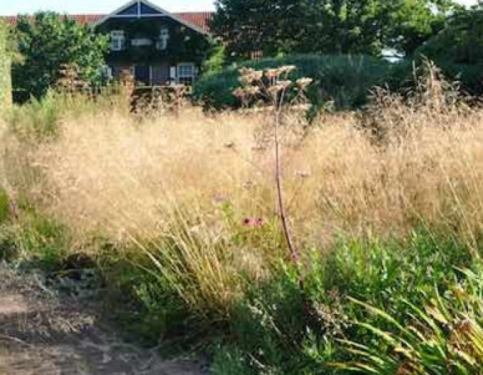 Schmiele Goldtau 9x9