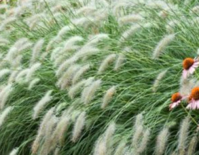 Lampenputzergras Hameln