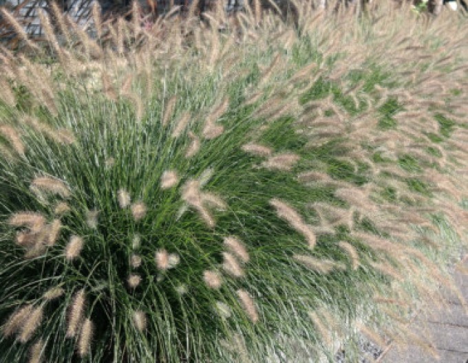 Lampenputzergras Hameln