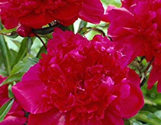 Chinesische Pfingstrose Inspecteur Lavergne