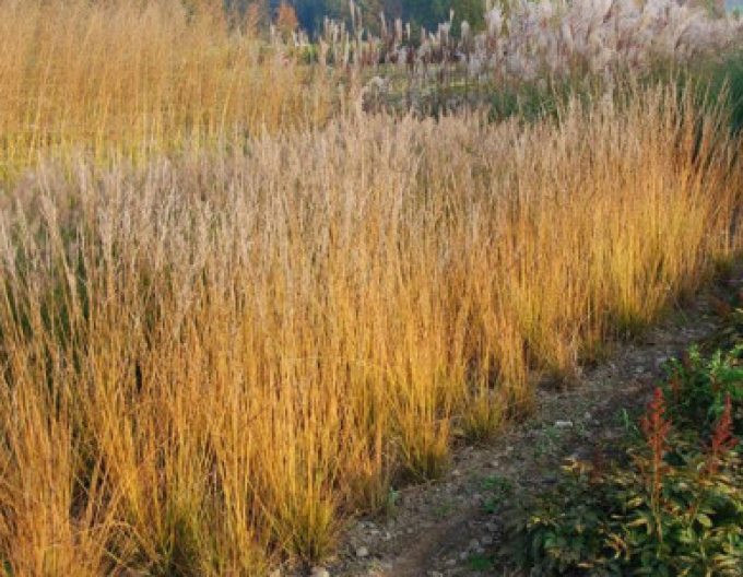 Pfeifengras Heidebraut