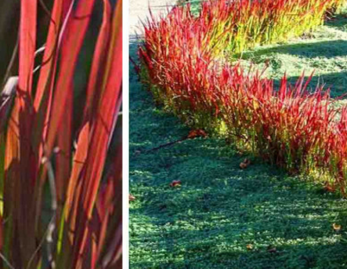 Blutgras Red Baron 9x9