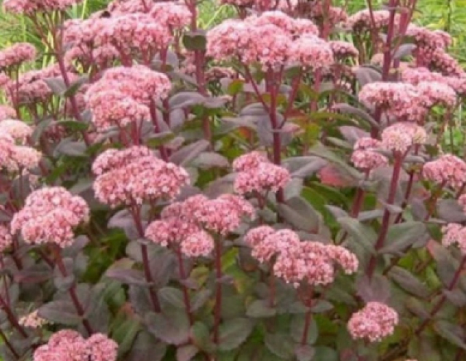 Fettblatt Matrona 9x9