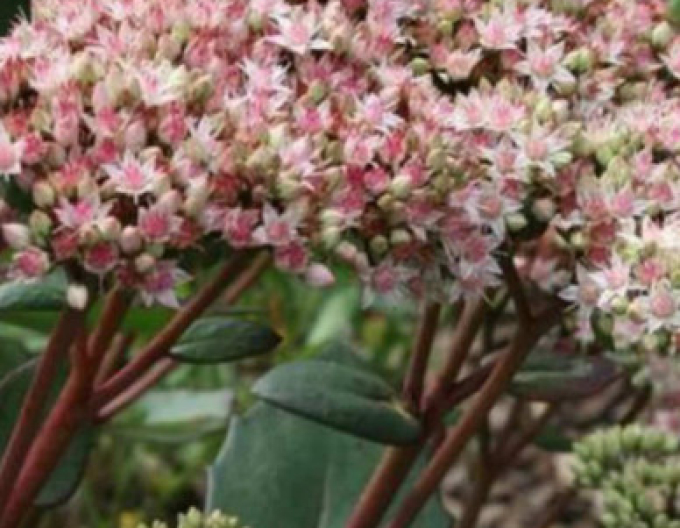 Fettblatt Matrona 9x9