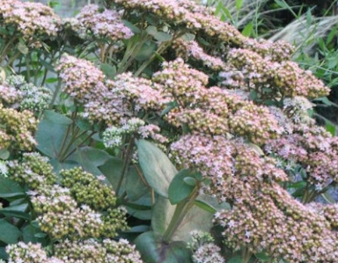 Fettblatt Matrona 9x9