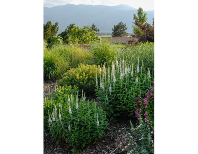 Ähriger Ehrenpreis Icicle