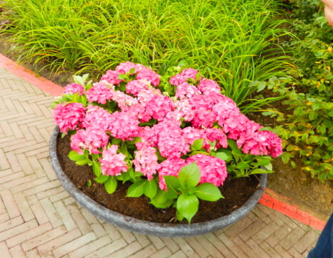 Gartenhortensie Alpengluhen