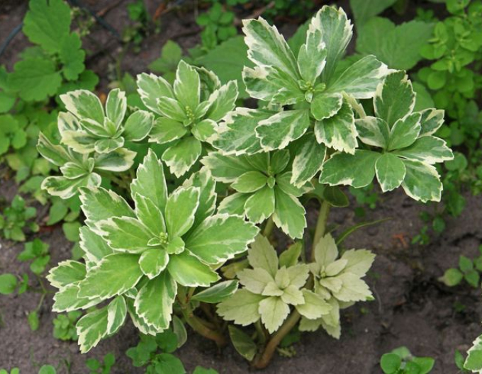 Dickmännchen Variegata