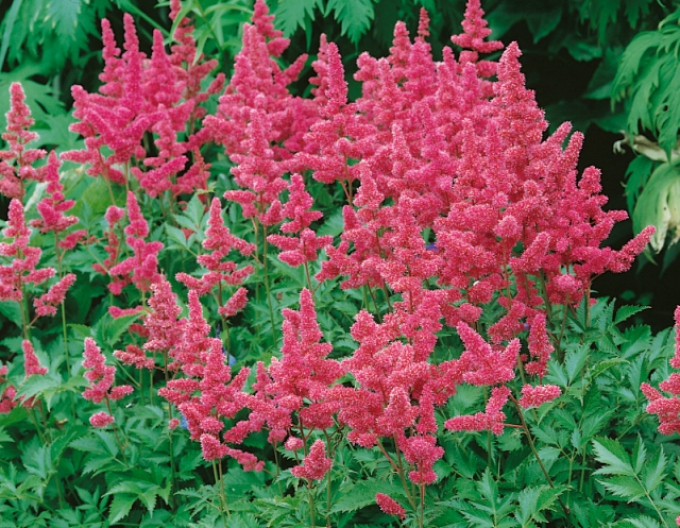 Astilba japonica Köln
