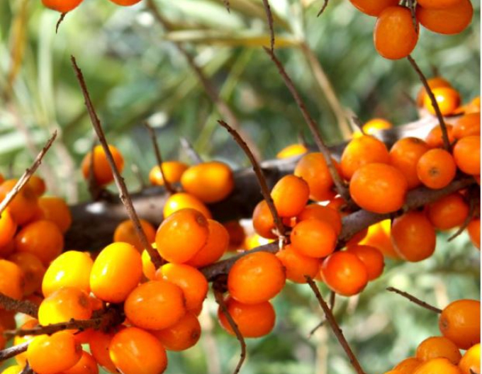 Sanddorn weiblich Nela