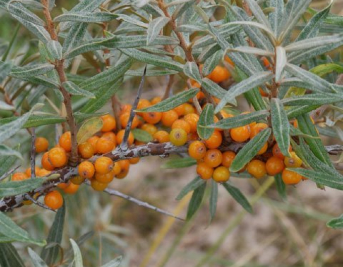 Sanddorn weiblich Nela