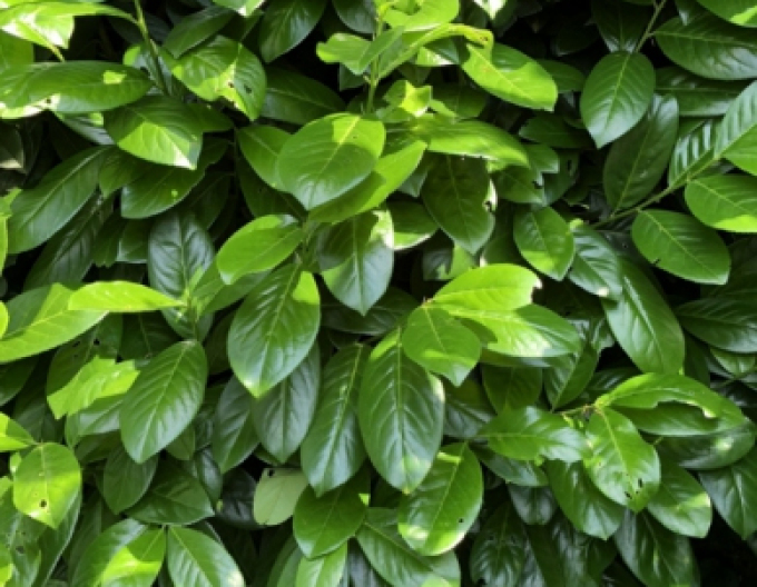 Kirschlorbeer Novita 9x9