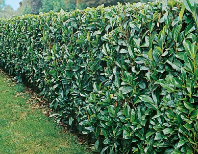 Kirschlorbeer Novita 9x9