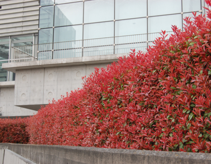 Glanzmispel ´Red Robin´ 9x9